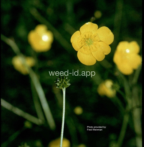 buttercup, tall